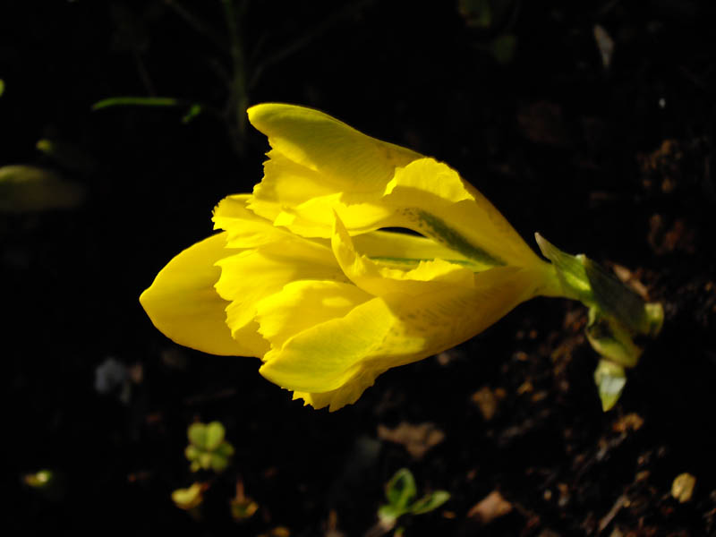 Iris danfordiae en fleurs sur les éboulis calcaires de Turquie centrale
